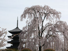 京都の桜見頃です４　東寺、六孫王神社