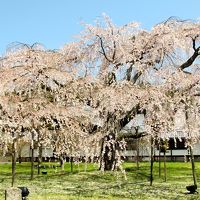 京都桜めぐり ： 1日目