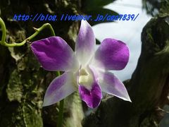 2012年　夏休み　今年４回目の渡比　逝き過ぎだろぉ・・・＃２２　マニラ・セブ島・ダバオへ逝っちゃいます　ダバオに戻ってホテルは『Grand Regal Hotel Davao』　市内観光続きで『Puentespina Orchids&Tropical Plants』 ラン園に逝っちゃいます