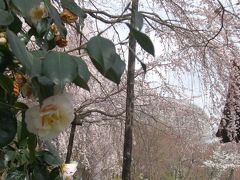 クロネコ京都に桜を見に行く！