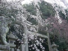 くろねこ京都に桜を見に行く！2