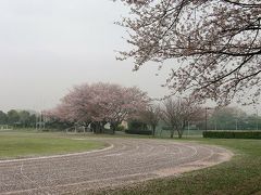 早朝ウォーキングでお花見・・・⑥久喜簡易裁判所の桜の古木や宮代町の運動公園のさくら