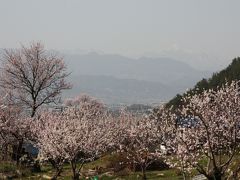 待ちに舞った信州の春”森の杏”