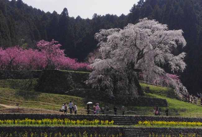絶好の花見日和<br />奈良の桜巡りに<br /><br />満開の桜に出逢えて♪<br />自然の中の大和路の春爛漫<br />堪能して来ました。