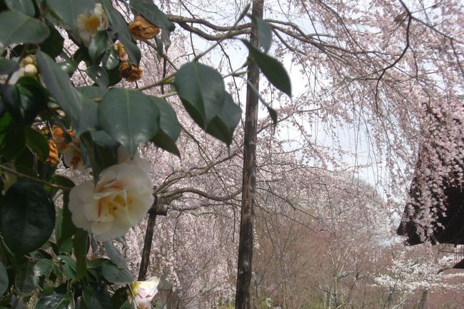 今回は桜をテーマに京都訪問！<br />三度目の京都ですが、新たな一面も見れて大満足)^o^(<br />日本人って本当に櫻がすきなんですよね〜改めて再認識しました。