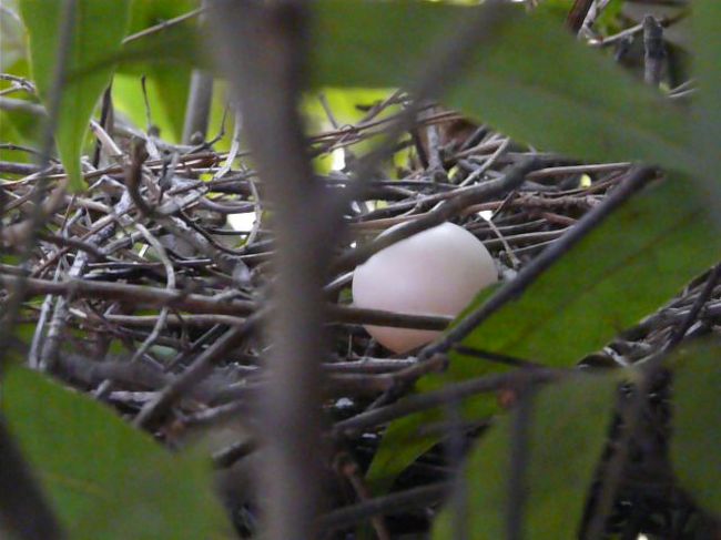 家の壁近くに山鳩が巣作りに真っ最中です。<br /><br />雄が小枝を銜えてきて、巣に居る雌鳩が小枝を受け取って巣の形を整えています。<br /><br />二羽の親鳩が離れたところを撮影すると１個の卵を産んでいました。
