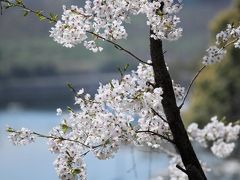 さぎしま 塔の峰千本桜のお花見　（佐木島向田地区） 2013