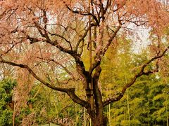 戸定が丘歴史公園　ベニシダレザクラ見ごろ　☆気高く開花、無料区域で