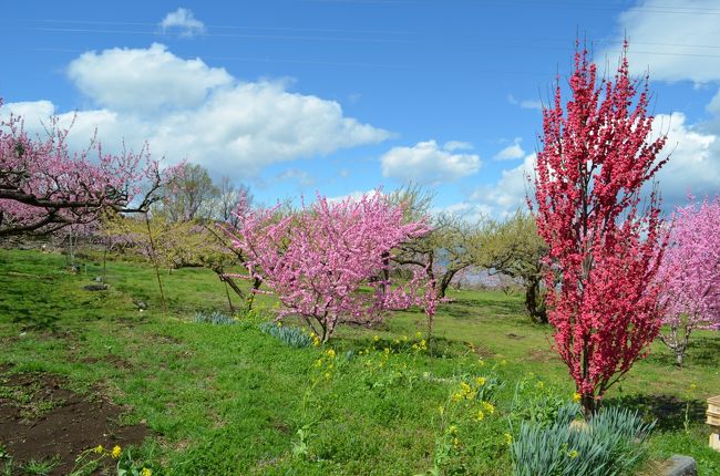 　ここ数年４月下旬に訪れていた山梨県笛吹市一宮の桃の花。今年は開花が早いとテレビで知り、前日６日(土)は大荒れの天気でしたが、今日７日(日)は回復という天気予報を信じて行ってきました。<br />　まずは、桜を見に河口湖畔へ。住んでいる静岡県駿東郡清水町から高速・有料道路を通らなくても１時間半ほどで着きました。５分咲き程度でしたが、湖畔に植えてある芝桜とのコントラストを楽しもうとした矢先、雨が降り出して慌てて車に戻りました。<br />　すぐに車を出発させ、御坂峠を通って笛吹市一宮へ。峠を越えて少し下がると、桃畑の桃の花が目に入ってきました。下るほどに気温も上がり(道路脇の表示板では１８℃を示していました)、桃の花は満開状態でした。<br />　しばらく散策した後、『信玄餅』で有名な『ききょうや』のアウトレットに寄って、信玄餅などを買って帰路につきました。<br />　当地の桃は７月上旬から食用の桃として収穫されます。７月になったら、この桃を購入するために、再び当地を訪れる予定です。