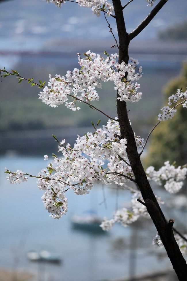 さぎしま 塔の峰千本桜のお花見　（佐木島向田地区） 2013