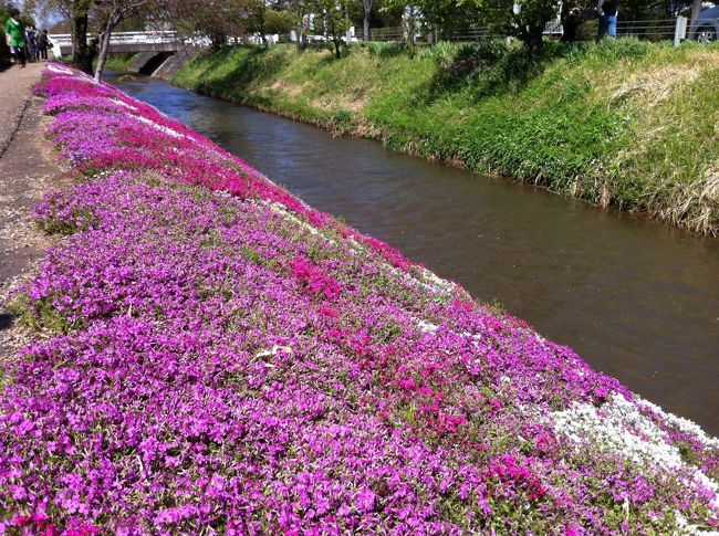 旅行というほどではないのですが、<br />以前から気になっていた、伊勢原市の渋田川の芝桜を見てきました。<br />前日は記録的な大雨でしたが、芝桜は元気に咲いていました。