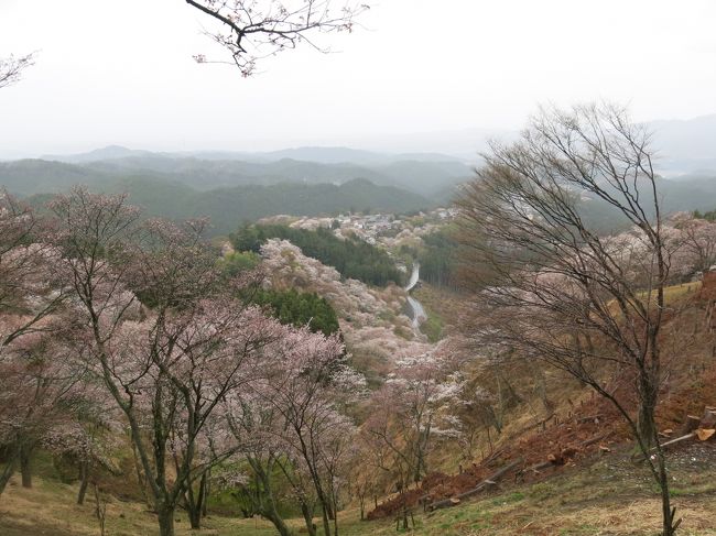 下千本、中千本、上千本、奥千本を見に行ってきました。<br />桜の状態は、下千本、中千本、上千本は、満開となっています。奥千本は、三分咲きでした。