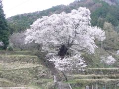 奈良の桜巡り　２０１３年