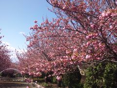 ご近所桜さんぽ　第3弾：大和・嵐の後でも桜は元気！