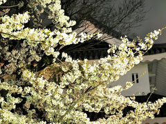 甲州・蓼科ドライブ（２・甲府の夜桜）