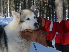 初めてのフィンランド♪ラピンタイカの旅②♪2日目の1-犬ぞり編