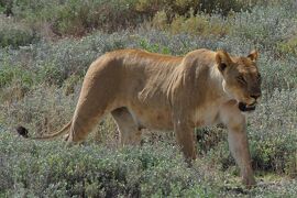 ２０１３正月　ナミビア周遊（８）エトーシャ国立公園で初サファリ