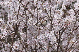 三熊野神社で花見＆バードウォッチング 