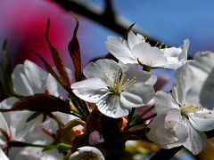 花フェスタ記念公園の桜を探して