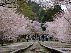 ちょっと遅かった京都の桜、桜散るインクラインと哲学の道を歩く