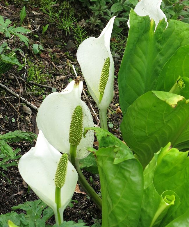 ◎水芭蕉の咲く頃