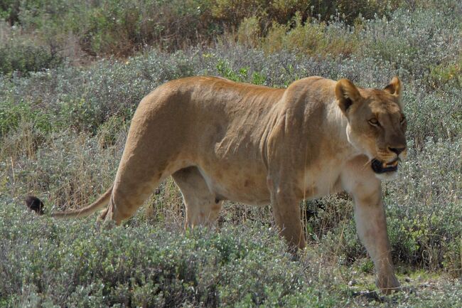 ２０１３正月　ナミビア周遊（８）エトーシャ国立公園で初サファリ