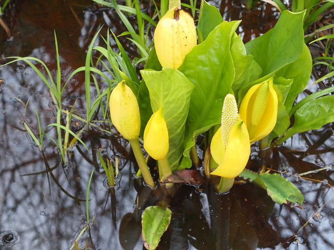 水芭蕉のイメージといえば<br /><br />霧の尾瀬<br />湿原を埋め尽くす可憐な花<br />ロマンチック<br />乙女な感じ<br /><br />ですよね〜。<br /><br />バンクーバーの水芭蕉は黄色です。<br />日本の水芭蕉のイメージとは大分違います。<br />なにせ英語名はスカンクキャベッジ。<br />スカンクみたいなニオイがするんです。<br />あちこちの沼地に見られます。<br /><br />そんな黄色い水芭蕉がたくさんはえているバーナビーレイクへ歩きに行きました。<br />