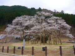 親子３人下呂温泉へ行く　その１：一本桜でお花見道中・淡墨桜と水戸野の枝垂桜