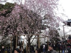 花見だワッショイ　上野公園界隈へ散策へ　やっぱりアメ横への行かねば