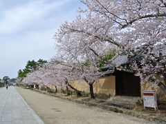 春の奈良・中宮寺～法輪寺～法起寺、そして大和郡山へ。