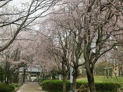 早朝ウォーキングでお花見・・・⑦吉羽公園のしだれ桜