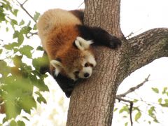 春の暴風が来る前に、埼玉こども動物自然公園へGo！（1）レッサーパンダ特集！～ミンミンの大冒険（！？）＆コウタくんとリリィちゃん、もしかしてラブラブ？