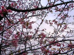 河津桜は五分咲き（２０１３．２．２７）