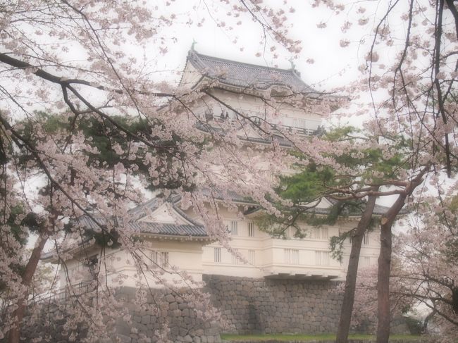 鎌倉(～小田原)の観光第二弾です。　ずーっと曇り空で生憎のお天気ではあったけど、午後からは傘を使うこともなく、涼しくて動きやすかったです。　撮った写真に青空が写ってないのはちょっと寂しいけれど…。<br /><br />鎌倉の大仏は小学校の修学旅行で訪れて以来でした。　<br /><br />本来の目的(結婚式やその後の観光)が鎌倉だったのに、何故か小田原のホテルに宿泊し、鎌倉を観光した後、電車代かけてまた小田原に戻ってきて電車で帰る…という、今回の旅の計画は上手く行ったのか行ってないのか分からない感じですが^^;　普段来ることの出来ない場所に来れただけでも楽しかったので、結果オーライ!って事で♪(基本、プラス思考!)　<br /><br />