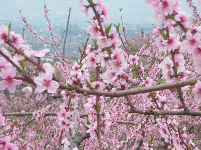 すももももももーもものうちー。<br /><br />てな感じで、山梨は石和温泉へ行ってまいりますた。<br /><br />春の花といえば桜なんでしょうが。<br />桃の花もじつは、パッと咲いて短い間に散ってしまいます。<br /><br />短期間が山場！<br /><br />「桃の花が見たいーっ」<br /><br />そう、大騒ぎしていたママ上が、すばやい行動力で切符の手配などをしちょりました。<br /><br />実家の八王子から、夢のフルーツ王国☆山梨までは特急電車で１時間ほどと近距離なので、日帰りでＧＯ−ｖ<br /><br />