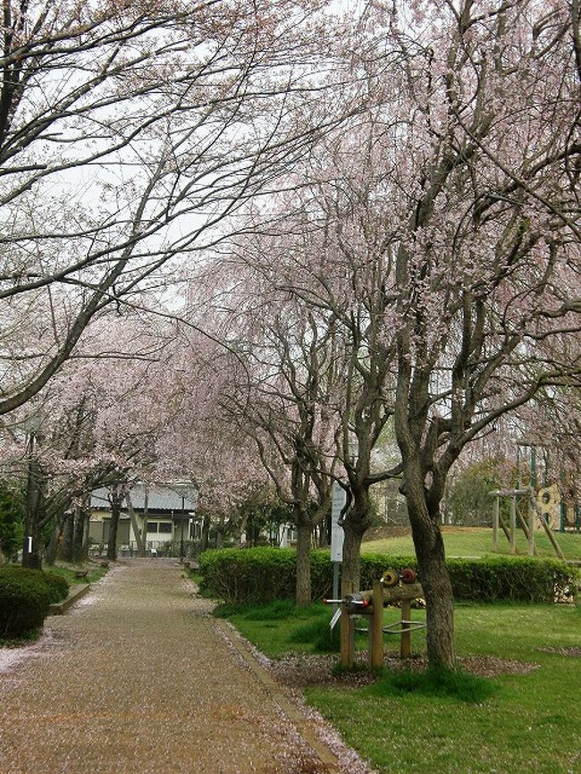 恒例になった早朝ウォーキングでお花見・・<br />今年もさくらに合わせて昨年より約２週間早く始める。<br /><br />早朝ウォーキングでお花見・・・<br />①加須市・久喜市の桜並木を訪ねる<br />②久喜市清久さくら通りの桜並木を訪ねる<br />③香取公園からパークタウンの青毛堀川畔を歩く<br />④幸手市権現堂のさくら<br />⑤行幸湖畔のさくら<br />⑥久喜簡易裁判所の桜の古木や宮代町の運動公園のさくら<br />⑦吉羽公園のしだれ桜<br />　(宮代町運動公園のさくら→吉羽公園しだれ桜)<br /><br /><br />４月６日今朝は自宅→久喜簡易裁判所の桜の古木→宮代町運動公園のさくら→久喜市吉羽公園のしだれ桜→青葉の青毛堀川畔の桜並木→青葉野球場のしだれ桜→自宅のコースを歩く。<br />朝5時から9時まで写真を撮りながら・・・18.000歩の早朝ウォーキングをさくらを見ながら楽しみました。<br /><br />