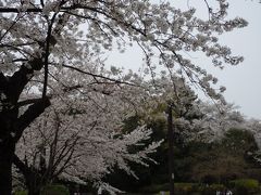 哲学堂で桜♪