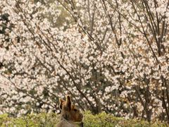 春の暴風が来る前に、埼玉こども動物自然公園へGo！（4）八重桜と葉桜と春の花木にあふれた動物自然公園～森林公園の代わりに春の花を求めて