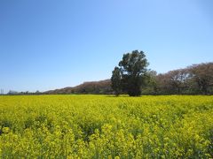 ＜五街道ウォーク･日光街道編.７＞桜＆菜の花ロードを歩く！　「幸手宿」～「古河宿」