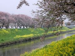 早朝ウォーキングでお花見・・・⑧青葉の青毛堀川畔の桜並木