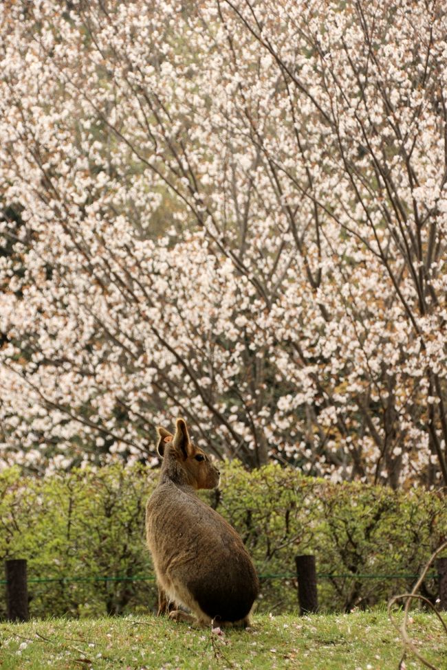 春なのに、せっかくの春なのに。<br />今度こそ小川町の仙元山のカタクリ群生地か、あるいは森林公園で春の花の撮影散策がしたかったのに。<br />なんで今週末も天気が悪いのよ～！<br /><br />こういうときは、多少、雨が降っても構わないところへ行くことにしましょう。<br />レッサーパンダがいる動物園に。<br />あいにく週末の天気予報は、ただの曇天や雨ではなく、暴風警戒が出ていて、交通機関への影響も心配され、無理な外出は控えるように、とのこと。<br />なので、その暴風が来る前に、たとえ公共交通機関が麻痺しても、いざとなれば自宅までタクシーで帰れるくらいの距離の埼玉こども動物自然公園に行くことにしました。<br /><br />埼玉こども動物自然公園は、最寄りの鉄道駅が、天気が良ければ行きたかった森林公園の隣です。<br />私がこれまで出かけた関東の動物「公園」の中でも、埼玉こども動物自然公園は、その名の通りもっとも自然公園らしく、ある意味、森林公園の中に動物のいる建物が点在するといってもよいくらいです。<br />だから森林公園に行くのをやめた代わりに、春の花木や草花との出会いがあれば、せっせと写真を撮ろう、と思っていました。<br />先週の関東レッサーパンダ・オフ会の多摩動物公園でチャレンジしたように。<br /><br />※動物公園で撮った春の花でまとめた先週の多摩動物公園の旅行記<br />2013年３月30日<br />「レッサーパンダ・オフ会で春の多摩動物公園へ（4）麗しの春の彩りの多摩動物公園」<br />http://4travel.jp/traveler/traveler-mami/album/10762645<br /><br />ほんとは桜も期待していました。<br />でも、このあたりは、東京より桜の開花が遅いといっても、園内のソメイヨシノはさすがにピークを過ぎていました。<br />ただ、桜の花びらのじゅうたんはきれいでした。それは動物たちと一緒に撮れました。<br /><br />八重桜は見頃でした。<br />まるでほんものの牧場のような動物舎などと、いかにも動物園の花という風情の写真も撮れました。<br /><br />春らしく花壇の花もきれいでしたが、スミレに野生のイチゴの花、シャガといった草花や、ピークを過ぎていたけれどまだ花が残っていたコブシ、ユキヤナギ、レンギョウといった花木、それから見頃のアセビやハナカイドウ、ハナズオウ、ミツバツツジ、そして咲き始めのヤマブキやヤマツツジなど。<br />花がないか気をつけて園内を歩いたせいもあり、気付いたらたくさんの花の写真をカメラに収めることができました。<br />さすが春です@<br /><br />※ちなみに、翌日の日曜日は、風は強かったものの、昼間はすばらしい青空と光に満ちた春日和でした。<br />そのつもりで朝早く起きていたら、小川町のカタクリなら見に行けたかもしれません。残念！！<br /><br />＜春の暴風の前に出かけた、今年３回目の埼玉子ども動物自然公園の旅行記のシリーズ構成＞<br />□（1）レッサーパンダ特集！～ミンミンの大冒険（！？）＆コウタくんとリリィちゃん、もしかしてラブラブ？<br />□（2）放し飼いマーラに、改装終えたミーアキャットやプレーリードッグからペンギンヒルズまで～西園の動物たち<br />□（3）カピバラ温泉、お母さんワラビーのお腹から顔を出した赤ちゃんに、コアラの赤ちゃんのタイチくん！～東園の動物たち<br />■（4）八重桜と葉桜と春の花木にあふれた動物自然公園～森林公園の代わりに春の花を求めて<br /><br />埼玉こども動物自然公園の公式サイト<br />http://www.parks.or.jp/sczoo/<br /><br />＜タイムメモ＞<br />08:40　家を出る<br />09:20　埼玉こども動物自然公園に到着<br />09:30　開園と同時に入園<br />09:35-10:20　放し飼いマーラを追いながら花を撮りつつレッサーパンダ舎へ<br />10:25-11:15　レッサーパンダ<br />11:20-11:35　隣のミーアキャット・マングース・プレーリードッグ<br />11:35-12:15　再びレッサーパンダ<br />12:30-13:00　ペンギンヒルズ＆小獣・ラクダ舎<br />13:00-13:40　自然林の路を花を撮りながら自由広場へ<br />13:40-13:55　ワオキツネザル<br />14:00-14:10　花を撮影しつつ東園へ<br />14:15-14:30　カビバラ温泉＆ワラビー<br />14:40-15:20　コアラ<br />15:30-16:00　ソフトクリーム休憩<br />16:30　動物自然公園を出る<br />