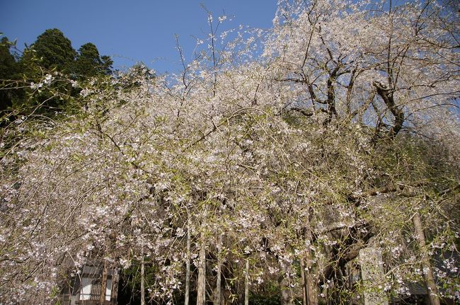 ６日から７日にかけて日本列島を縦断した爆弾低気圧後の「桜」を求めて京都市北部（右京区）の桜ポイントを巡ってきました。<br /><br />常照皇子の九重桜は樹齢６７０年の大木ですが、毎年開花時期が微妙に変化して、あっという間に咲き、あっという間に散ってしまいます。<br />３年越しにトライしてやっと満開の九重桜にあえました♪