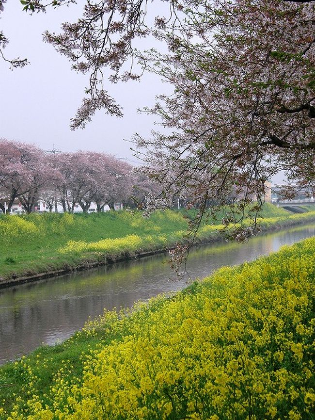 恒例になった早朝ウォーキングでお花見・・<br />今年もさくらに合わせて昨年より約２週間早く始める。<br /><br />早朝ウォーキングでお花見・・・<br />①加須市・久喜市の桜並木を訪ねる<br />②久喜市清久さくら通りの桜並木を訪ねる<br />③香取公園からパークタウンの青毛堀川畔を歩く<br />④幸手市権現堂のさくら<br />⑤行幸湖畔のさくら<br />⑥久喜簡易裁判所の桜の古木や宮代町の運動公園のさくら<br />⑦吉羽公園のしだれ桜<br />⑧青葉の青毛堀川畔の桜並木<br />　(青葉の青毛堀川畔の桜並木→青葉野球場のしだれ桜→自宅)<br /><br /><br />４月６日今朝は自宅→久喜簡易裁判所の桜の古木→宮代町運動公園のさくら→久喜市吉羽公園のしだれ桜→青葉の青毛堀川畔の桜並木→青葉野球場のしだれ桜→自宅のコースを歩く。<br />朝5時から9時まで写真を撮りながら・・・18.000歩の早朝ウォーキングをさくらを見ながら楽しみました。<br /><br />