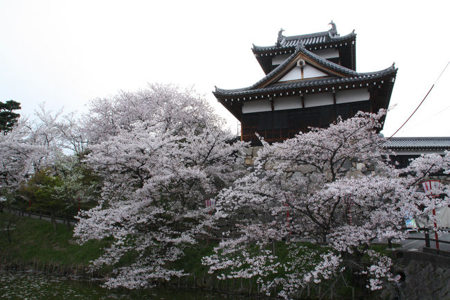 氷室神社のしだれ桜は、奈良で一番早く咲く桜だと聞いていましたが、今年は例年より1週間程度早いのでもう花をかなり落としていました。仕方がないので浮見堂あたりに行ってみました。<br />郡山城跡の桜は満開でした。