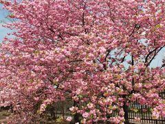 ･*。2013大阪・桜の開花状況。*･【造幣局 桜の通り抜け】の見頃はいつ？★ご近所桜日記で満開予想★混雑回避法