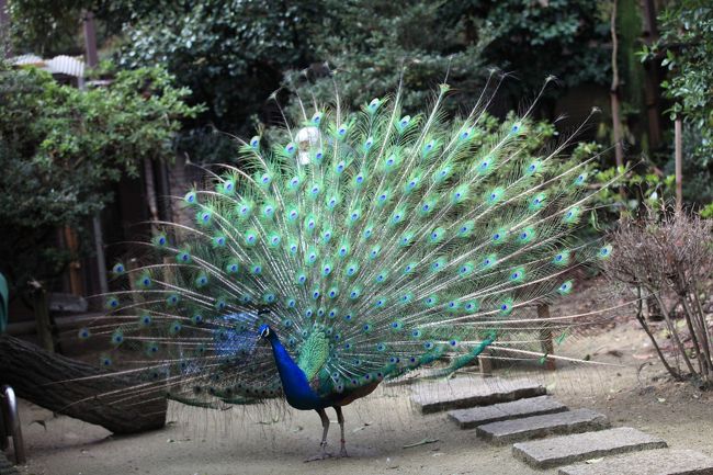 ２０１３ 春の東山動植物園 ①　午前編