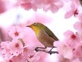 メジロに会いたくて（２）　鶴見緑地のほほん記