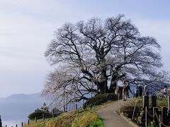 2013年　醍醐の桜、神庭の滝、温泉に入って最後はひるぜん焼きそば