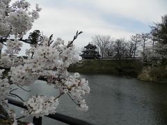 高田公園・観桜会！本日満開!!