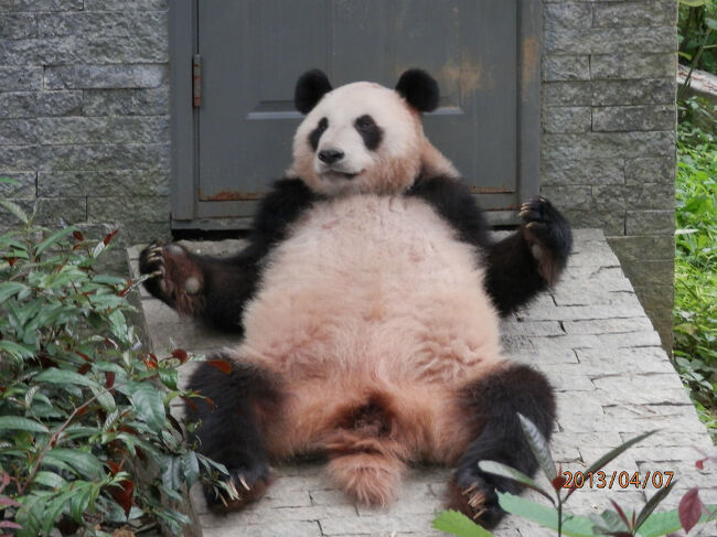 7日曜4日目2午前七星公園内動物園パンダをじっくり日本じゃできない位見てる
